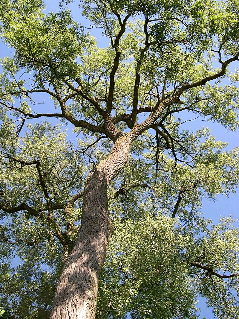 Eastern Cottonwood photo 5