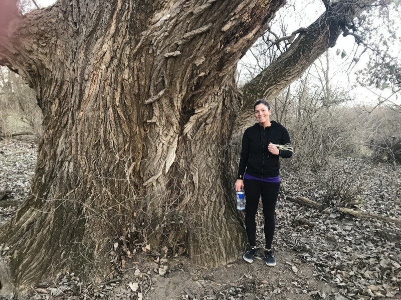 Eastern Cottonwood photo 3