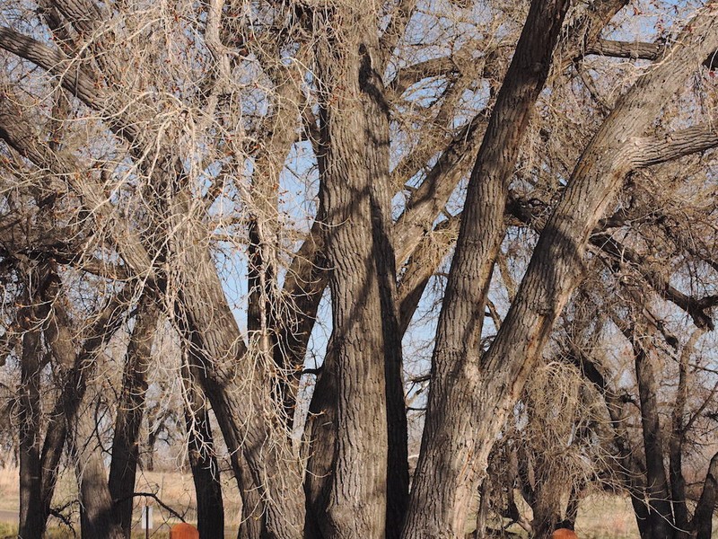 Eastern Cottonwood photo 4