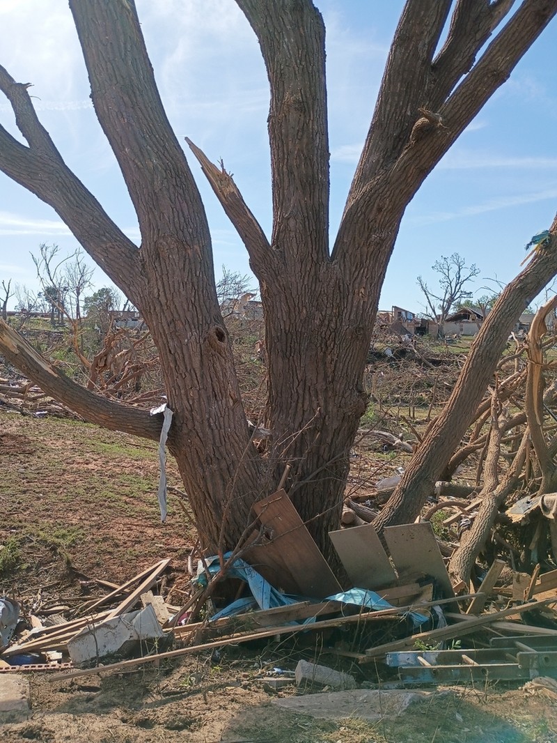 Eastern Cottonwood photo 6