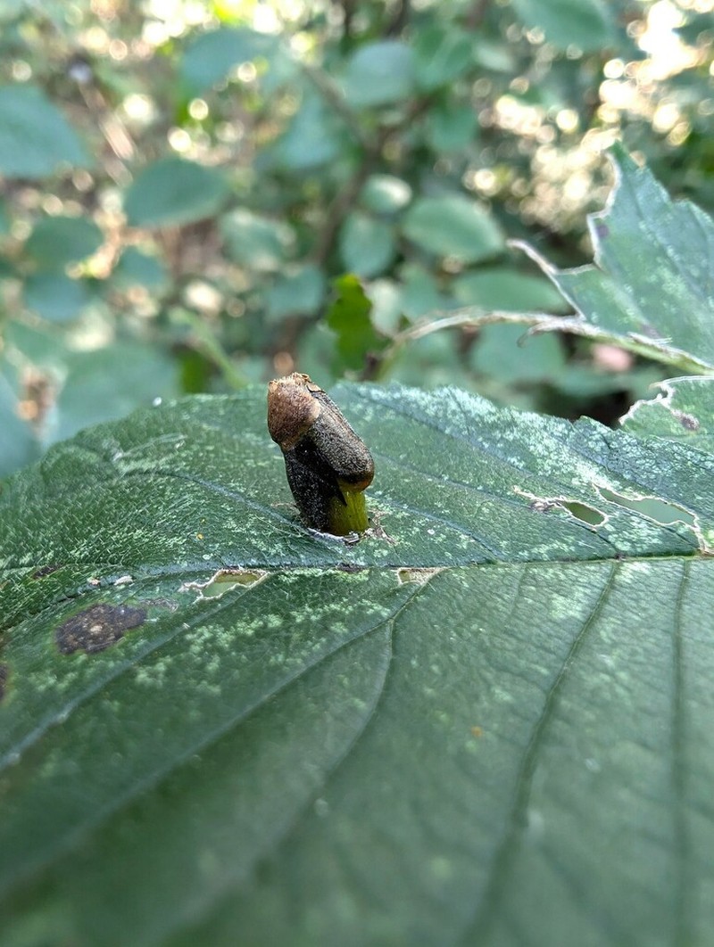 Eastern Cottonwood photo 8