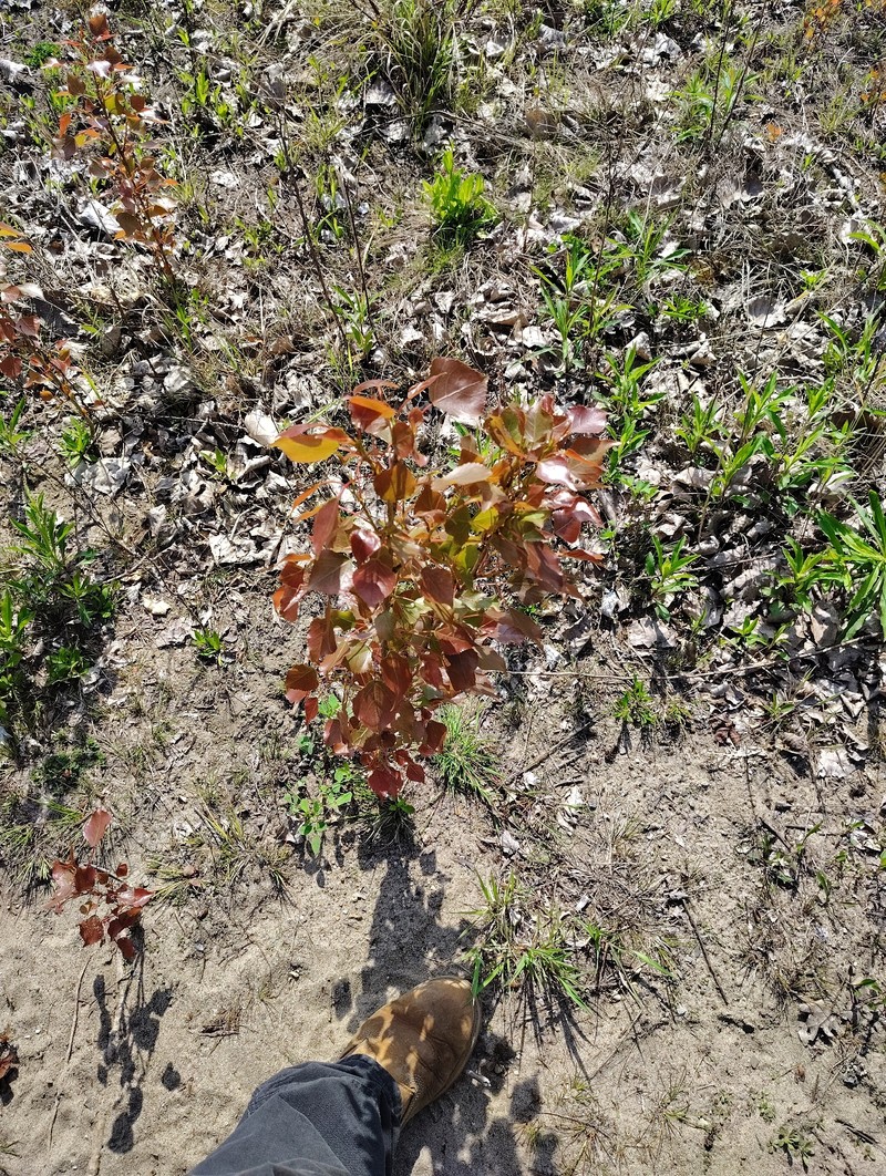 Populus deltoides subsp. deltoides