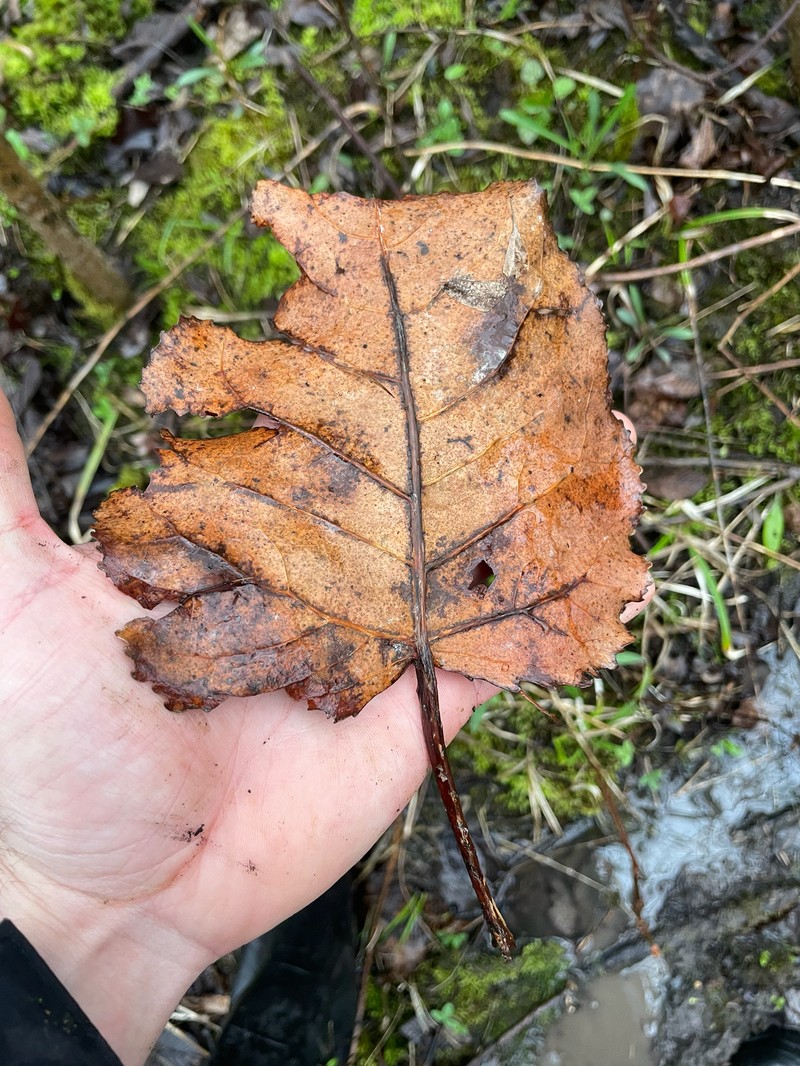 Populus deltoides subsp. deltoides photo 2