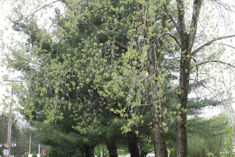 Populus deltoides subsp. deltoides photo 4