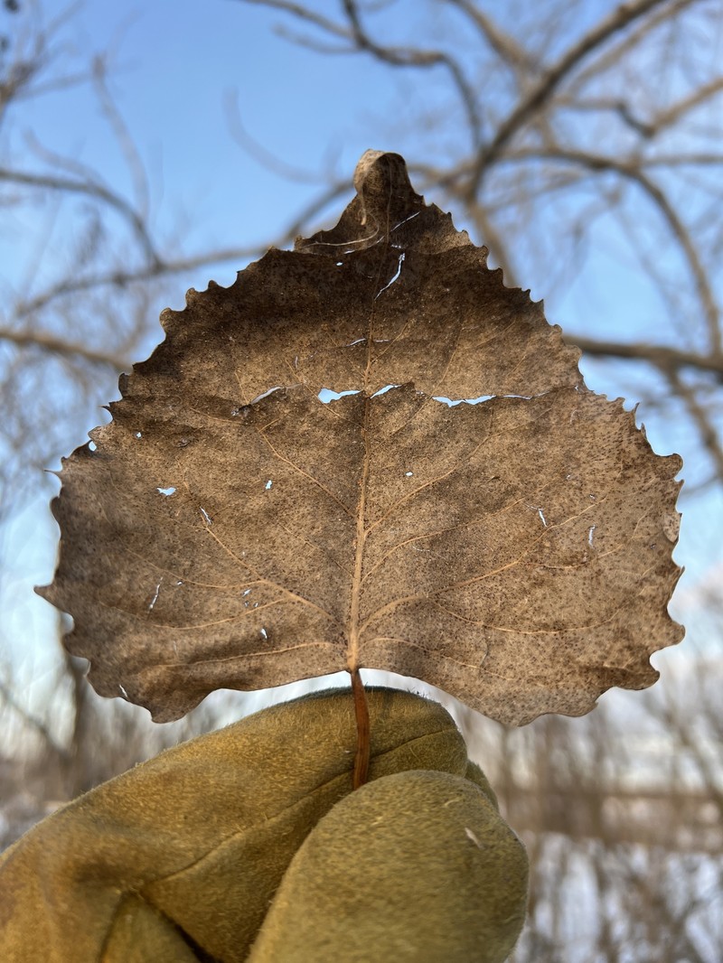 Populus deltoides subsp. deltoides photo 5