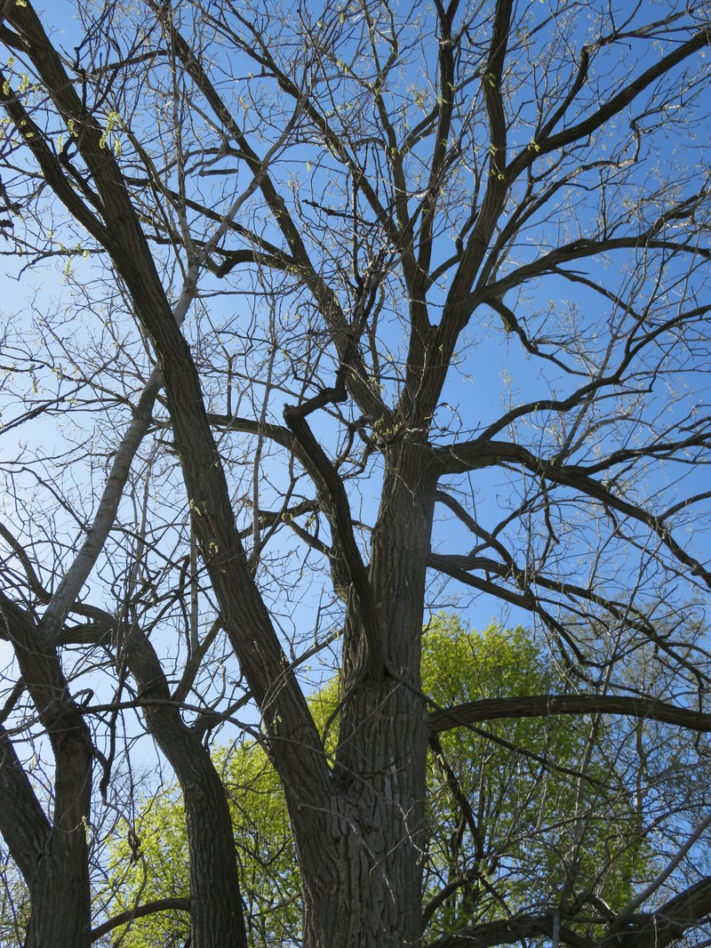 Populus deltoides subsp. deltoides photo 6