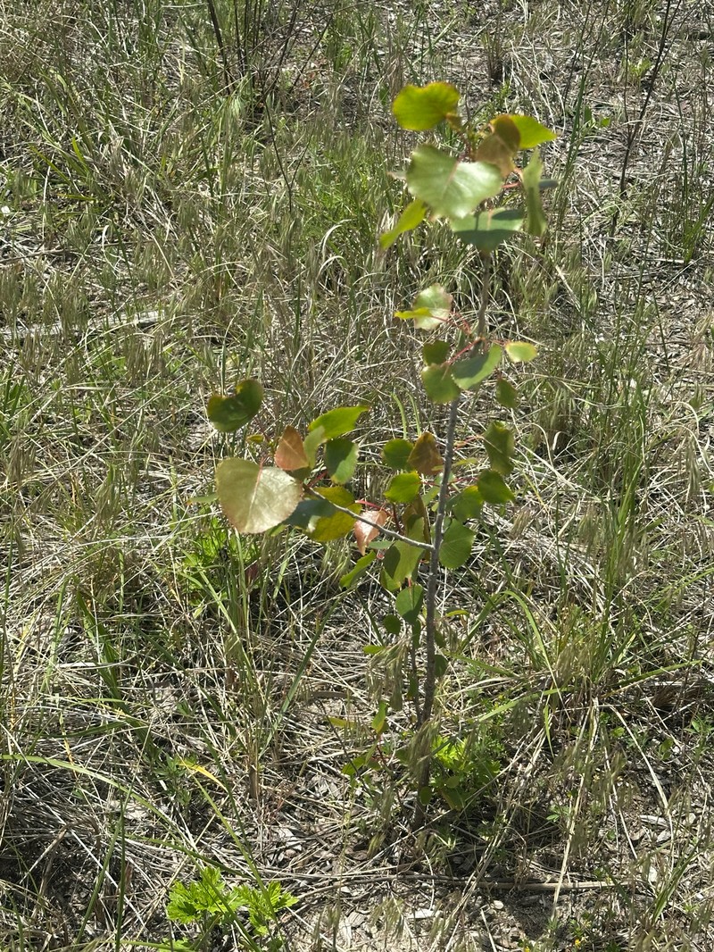 Populus deltoides subsp. deltoides photo 7