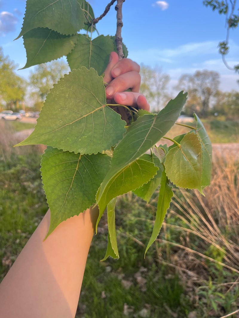 Populus deltoides subsp. deltoides photo 8