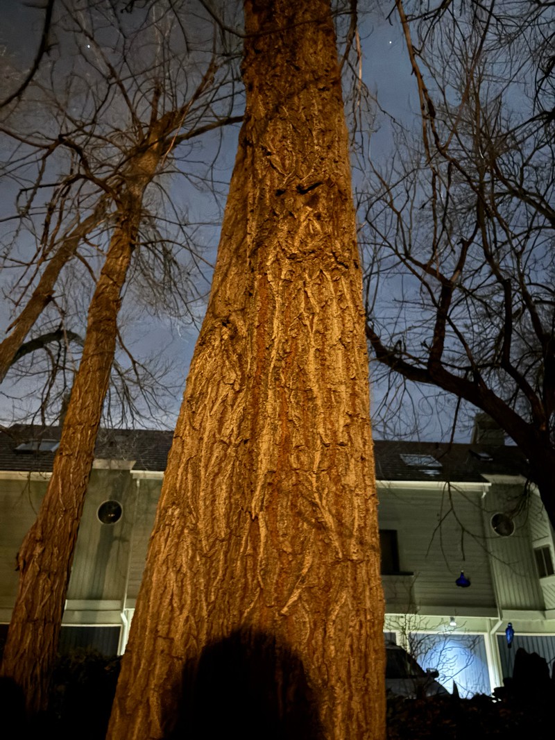 Populus deltoides subsp. monilifera