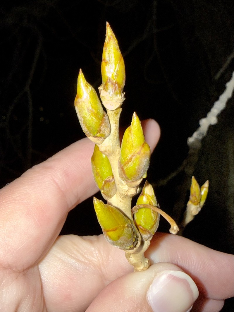 Populus deltoides subsp. monilifera photo 3