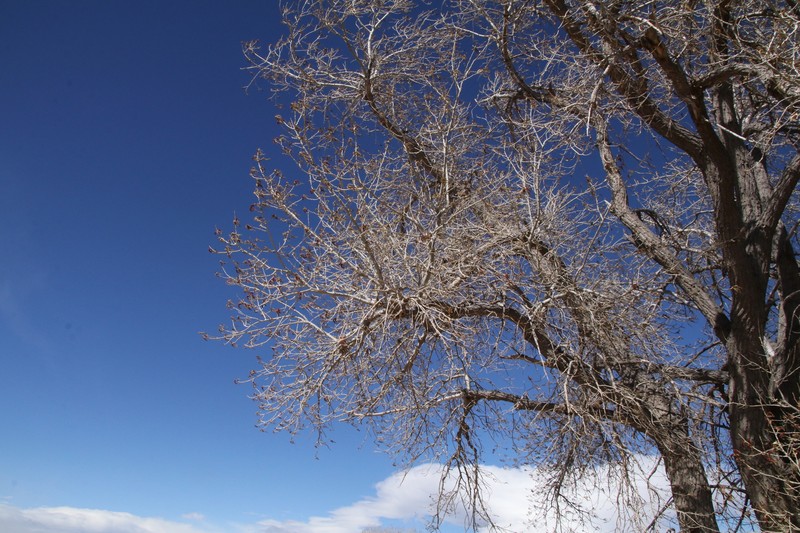 Populus deltoides subsp. monilifera photo 4