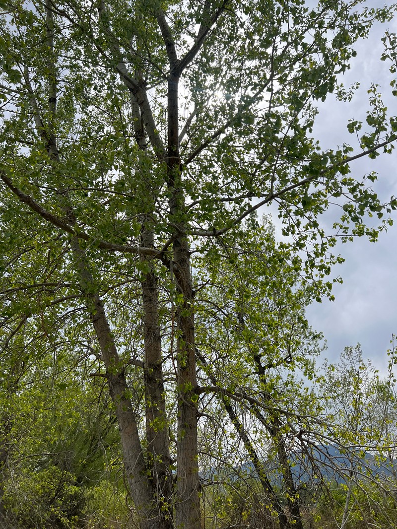 Populus deltoides subsp. monilifera photo 5