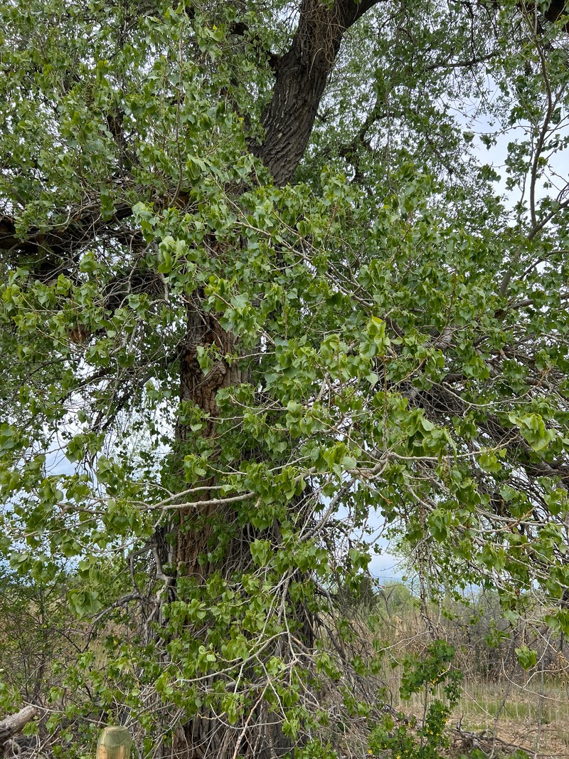 Populus deltoides subsp. monilifera photo 6