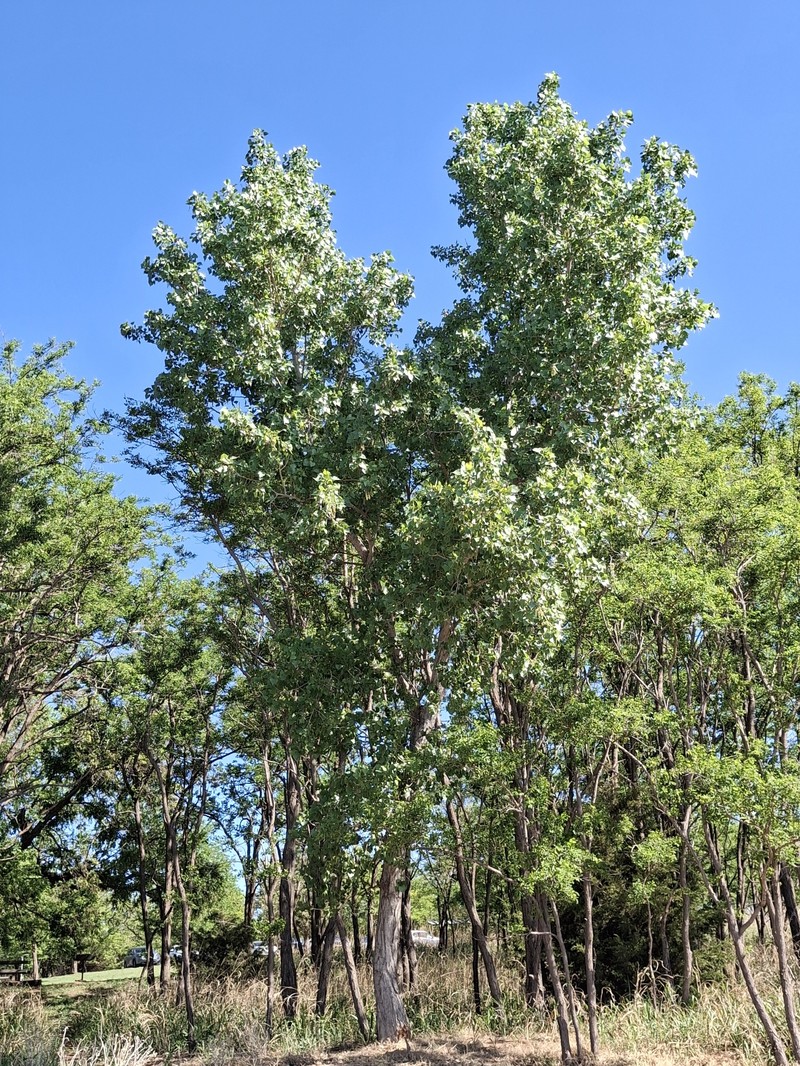Populus deltoides subsp. monilifera photo 7