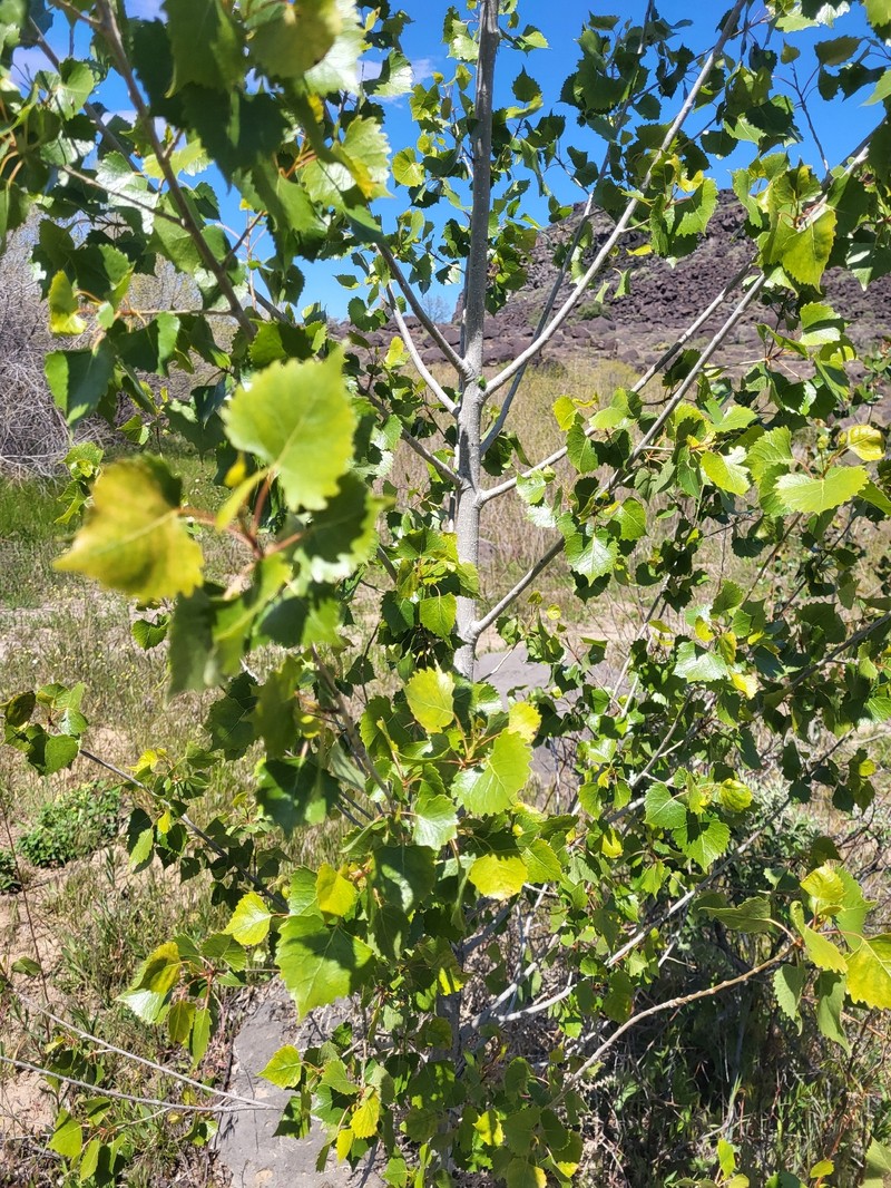 Populus deltoides subsp. monilifera photo 8