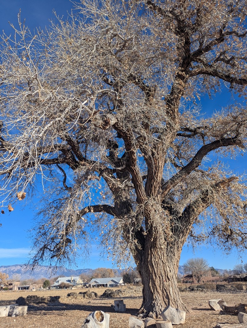 Populus deltoides subsp. wislizeni