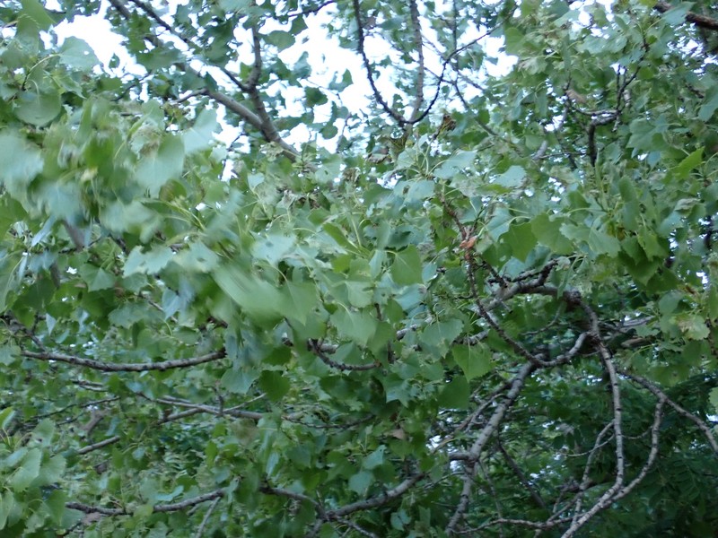 Populus deltoides subsp. wislizeni photo 2