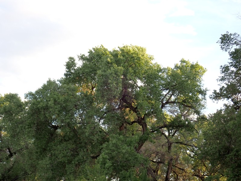 Populus deltoides subsp. wislizeni photo 3