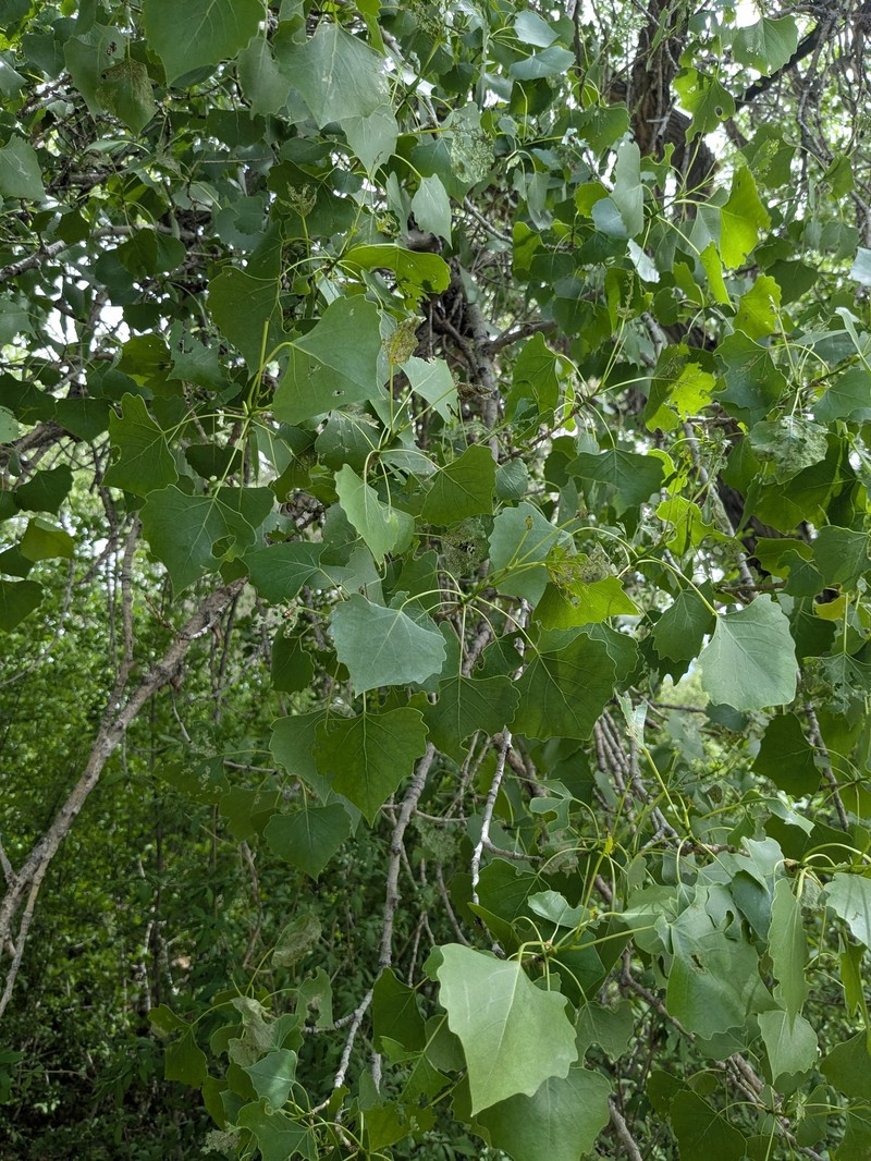 Populus deltoides subsp. wislizeni photo 4