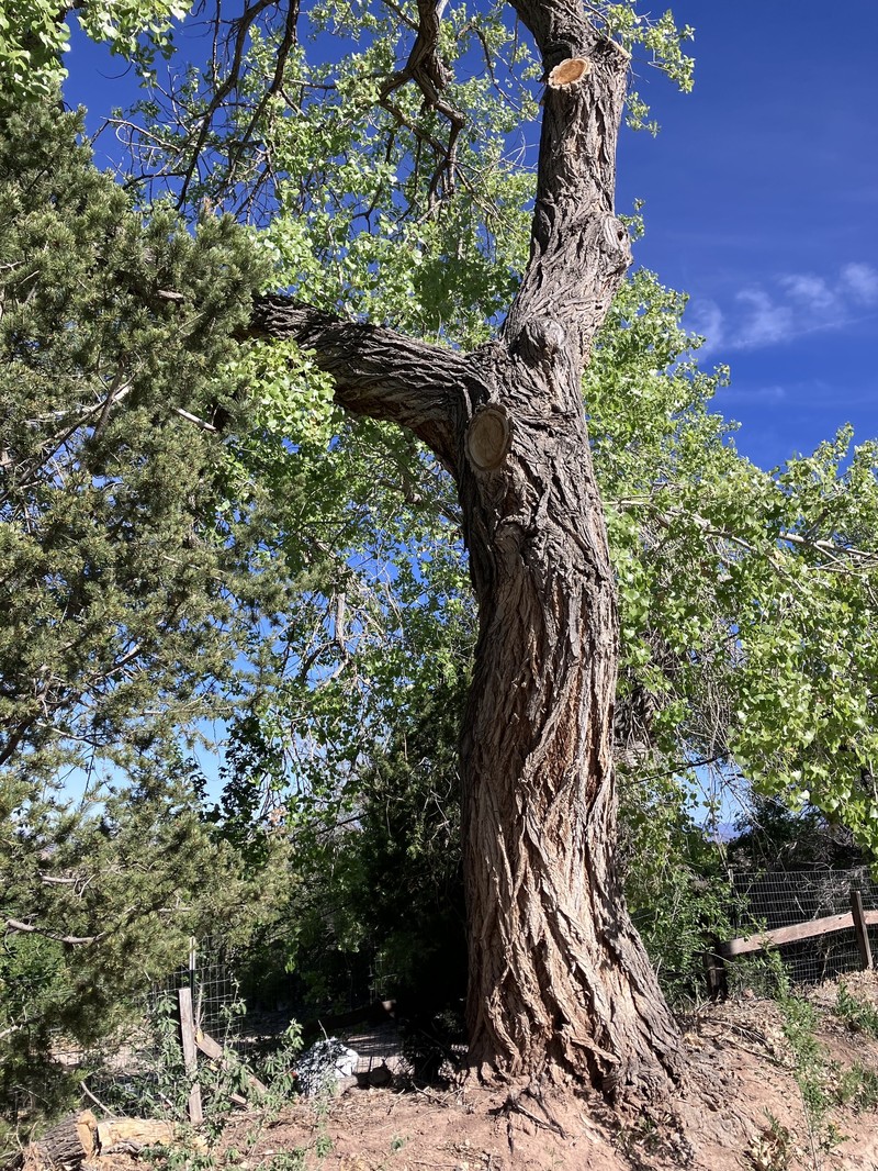 Populus deltoides subsp. wislizeni photo 5
