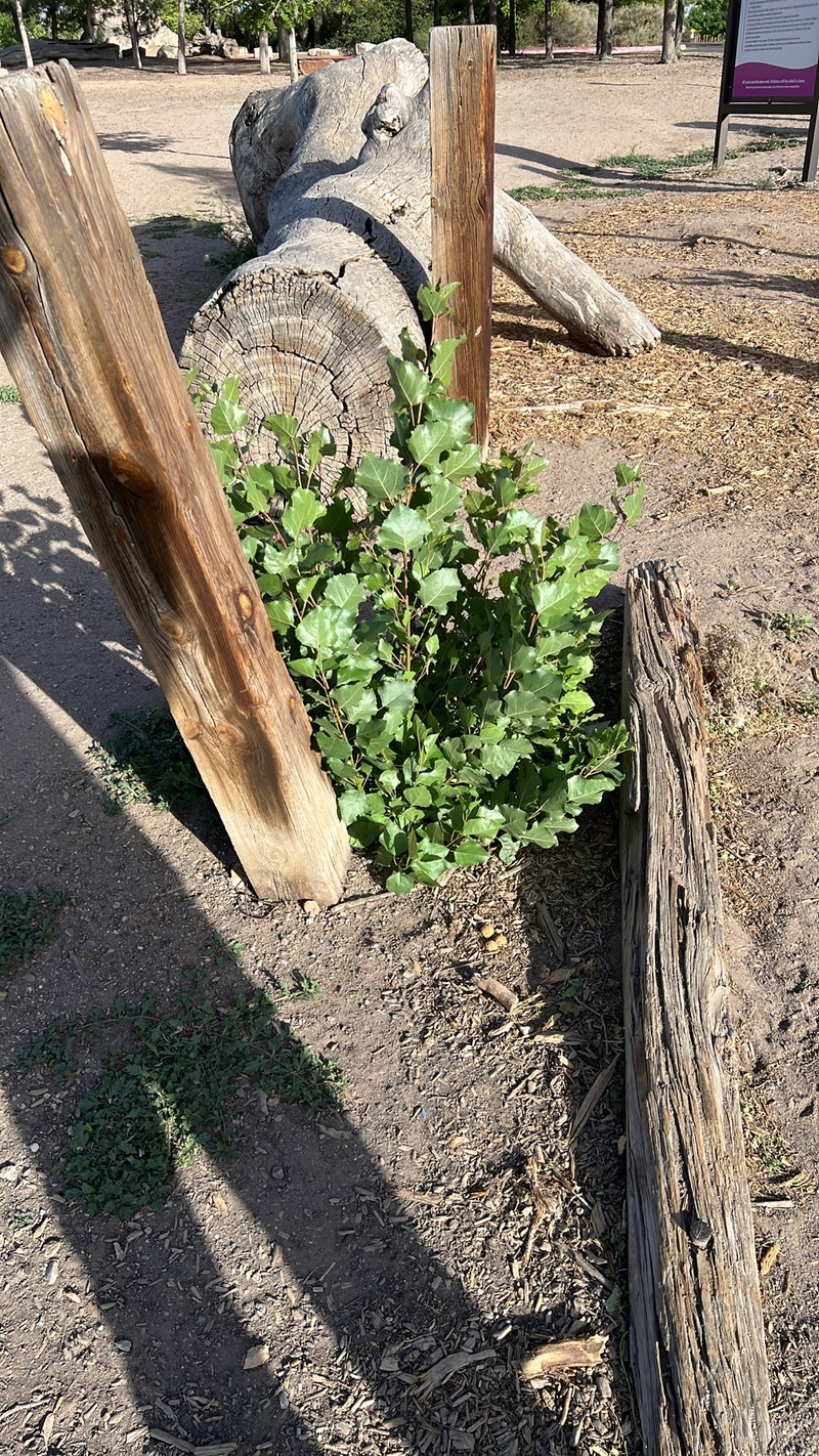 Populus deltoides subsp. wislizeni photo 6
