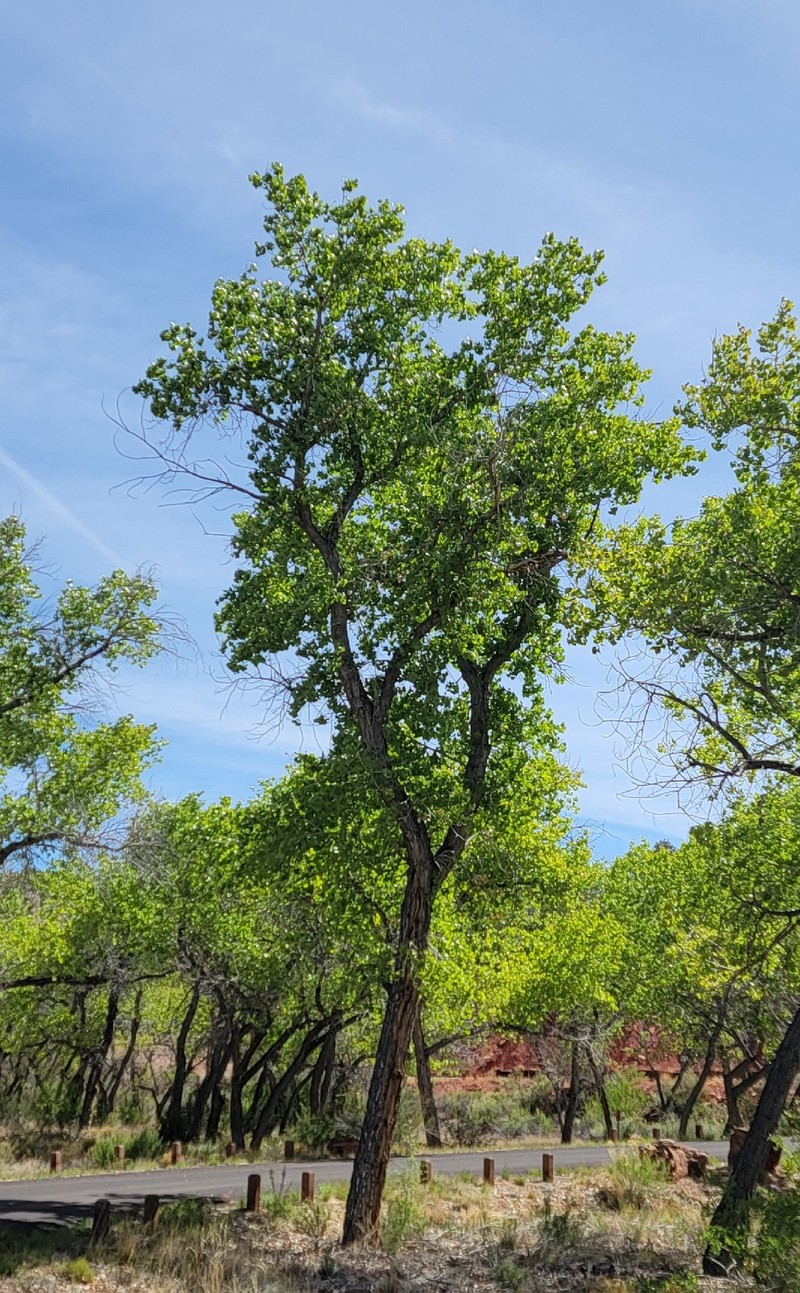 Populus deltoides subsp. wislizeni photo 7