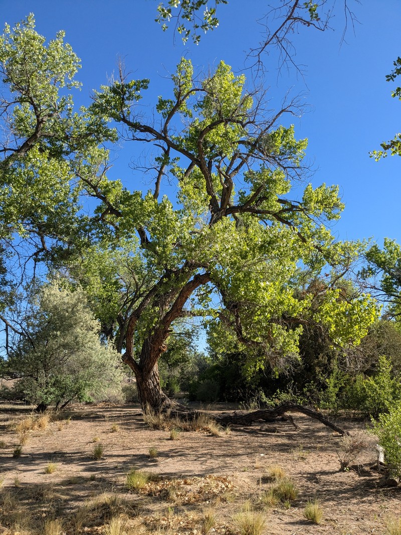 Populus deltoides subsp. wislizeni photo 8