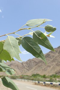 Populus euphratica