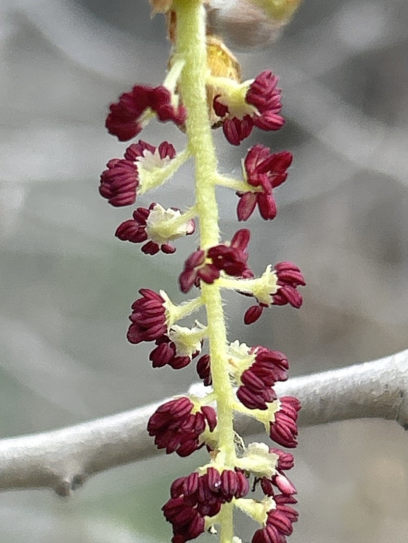 Populus euphratica photo 2