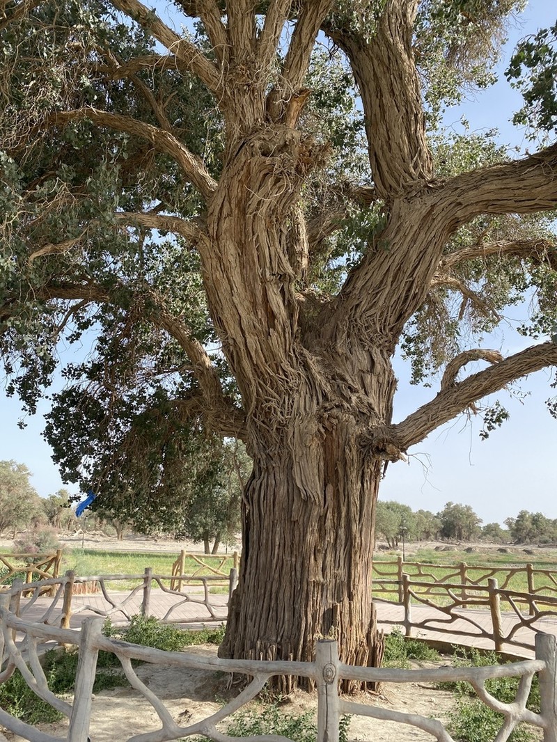 Populus euphratica photo 3