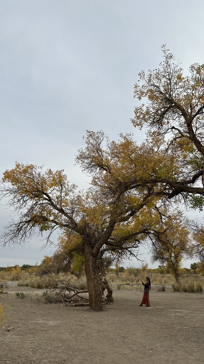 Populus euphratica photo 4
