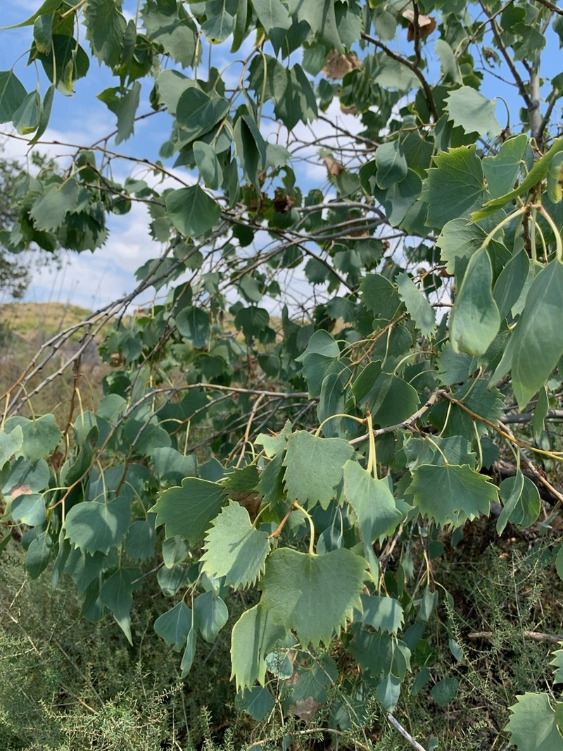 Populus euphratica photo 5