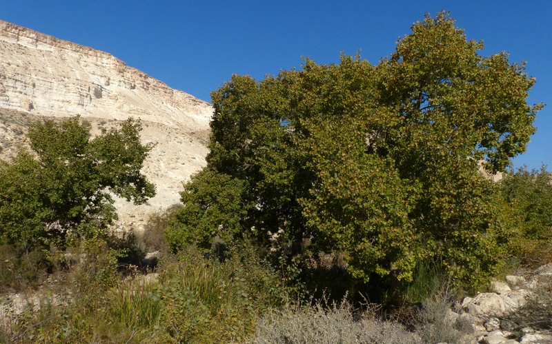 Populus euphratica photo 6