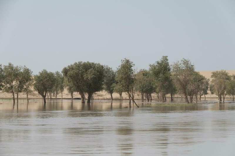 Populus euphratica photo 7