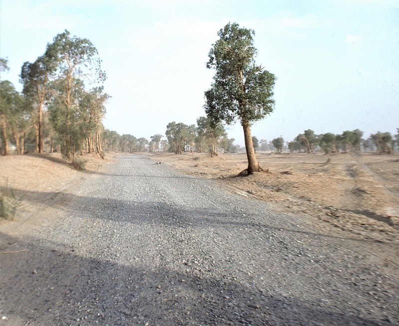 Populus euphratica photo 8