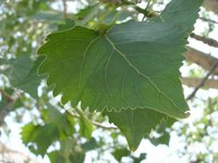 Fremont Cottonwood