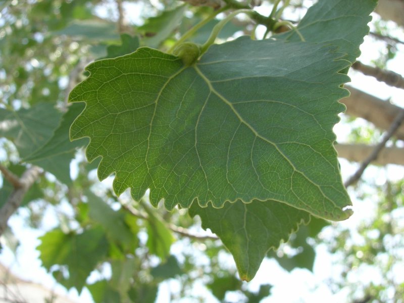Fremont Cottonwood photo 2