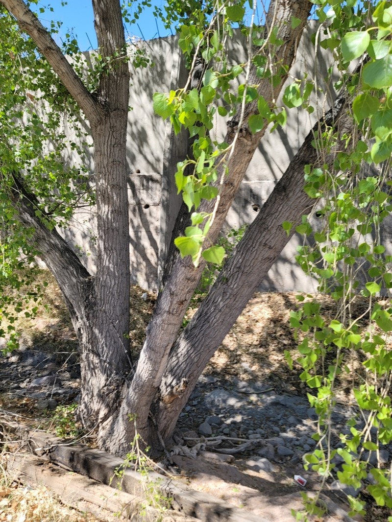 Fremont Cottonwood photo 4