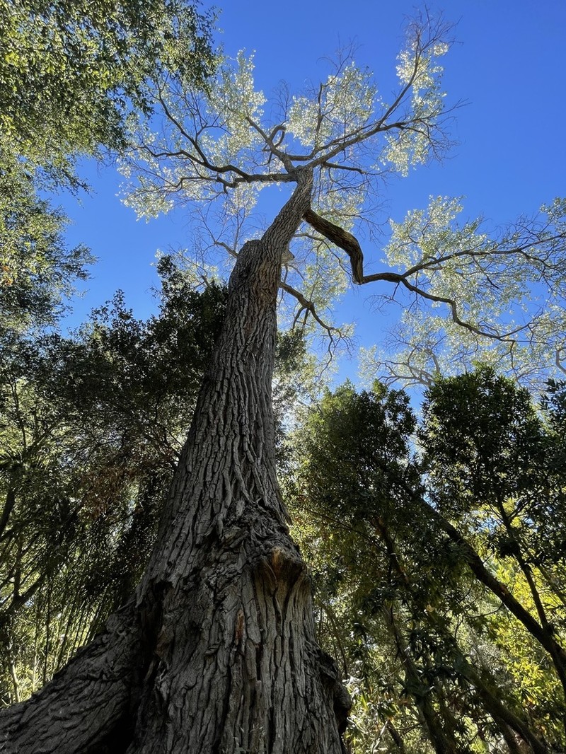 Fremont Cottonwood photo 5