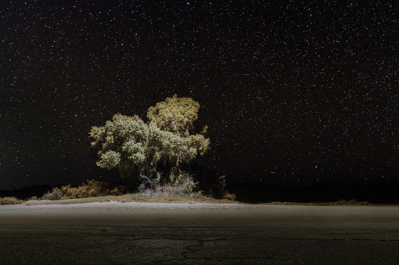 Fremont Cottonwood photo 6