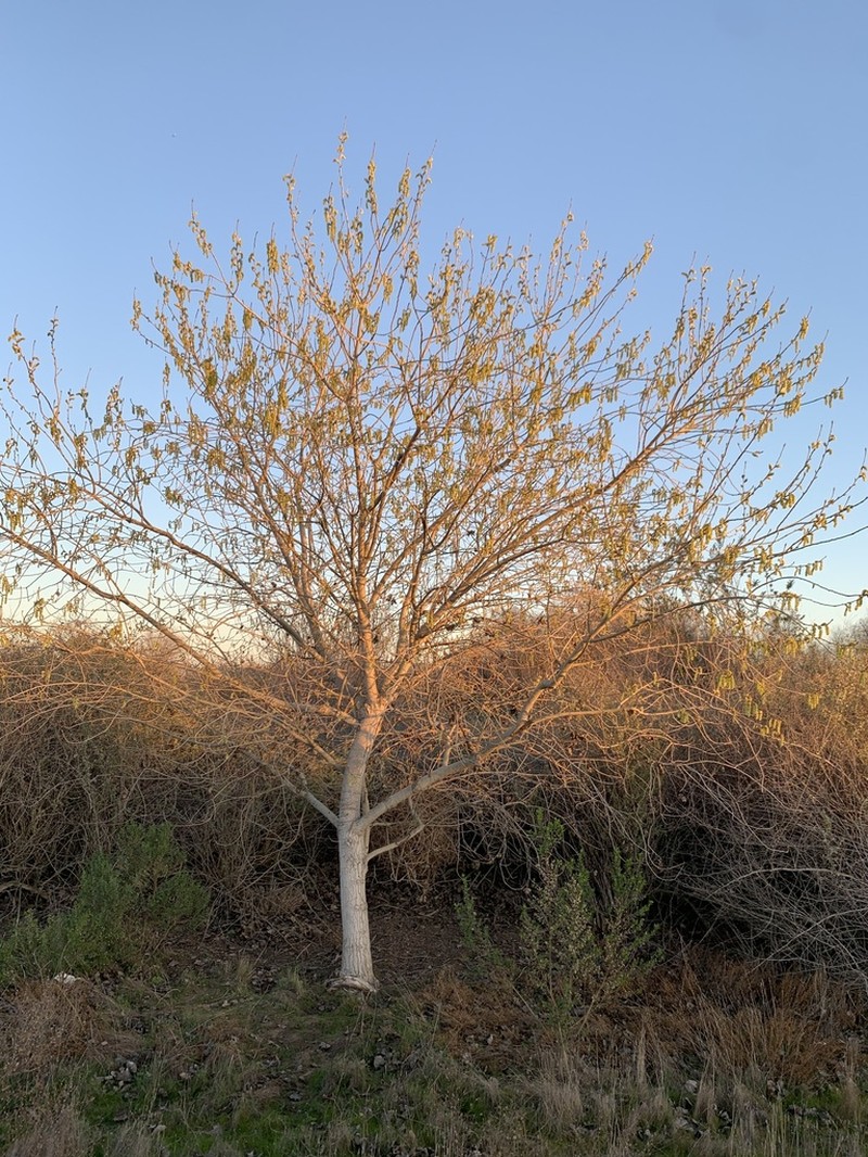 Fremont Cottonwood photo 7