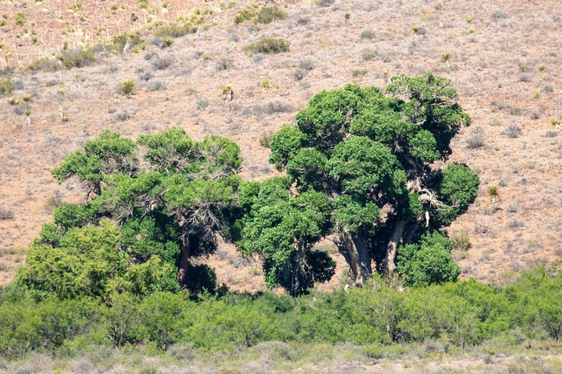 Fremont Cottonwood photo 8