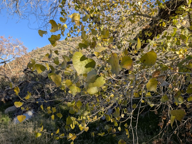 Populus fremontii subsp. fremontii