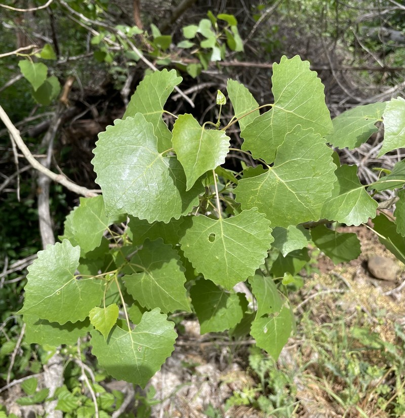Populus fremontii subsp. fremontii photo 3