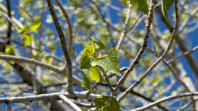 Populus fremontii subsp. fremontii photo 5