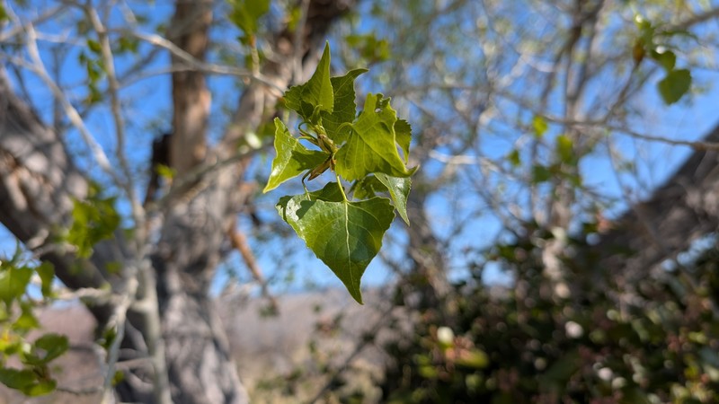 Populus fremontii subsp. fremontii photo 6
