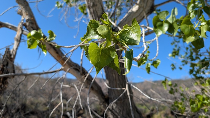 Populus fremontii subsp. fremontii photo 7