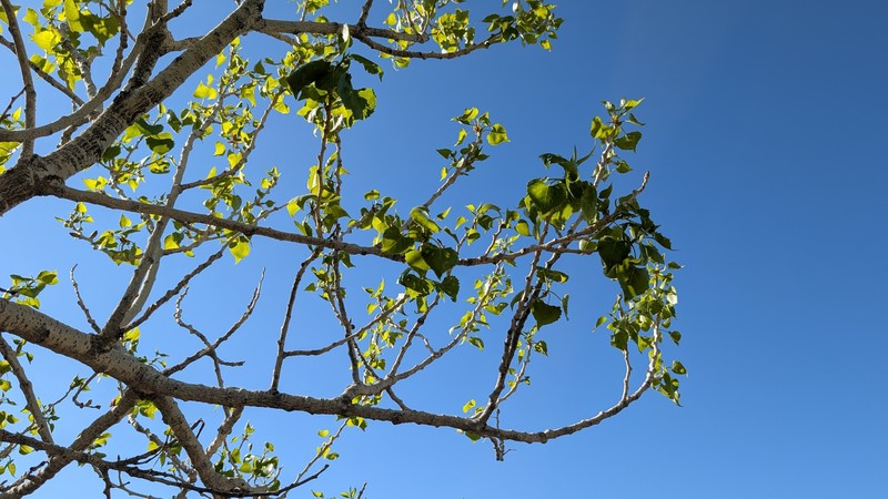 Populus fremontii subsp. fremontii photo 8