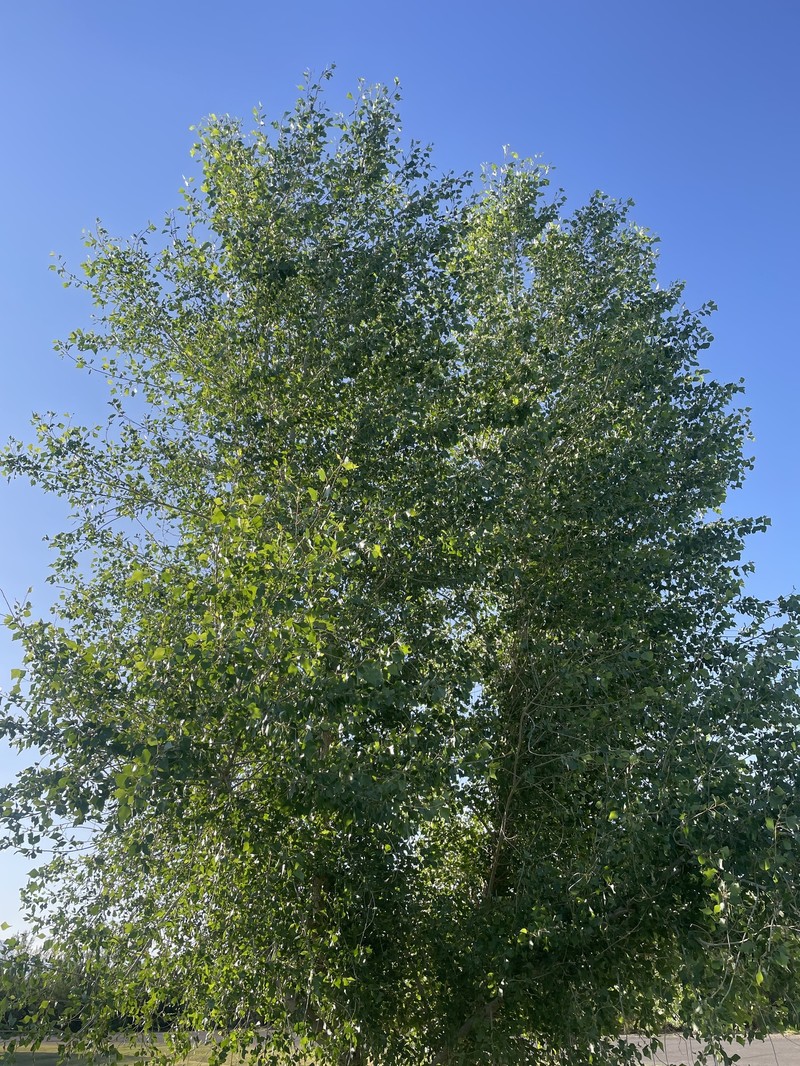 Populus fremontii subsp. mesetae