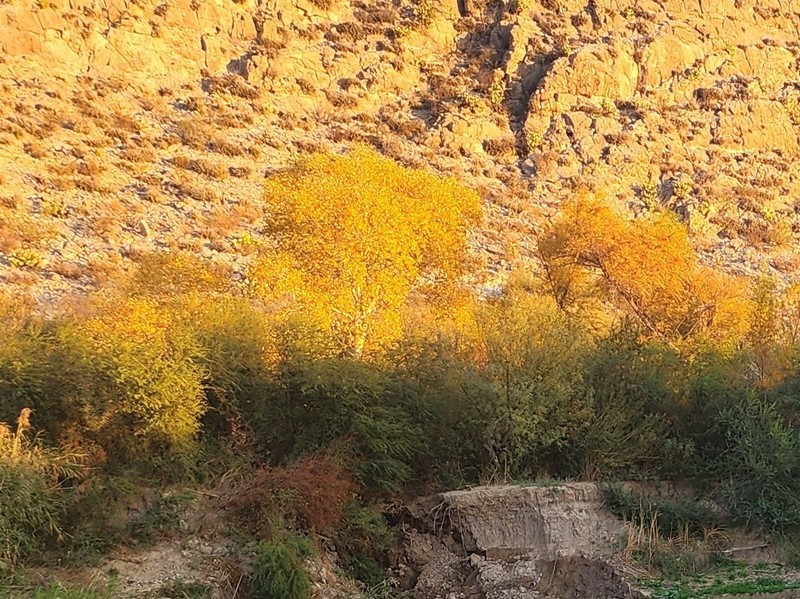 Populus fremontii subsp. mesetae photo 2